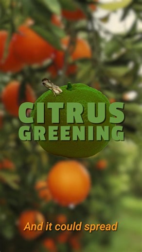 Join us through January as we feature ARS's critical citrus greening research during #NationalCitrusMonth. | USDA Agricultural Research Service