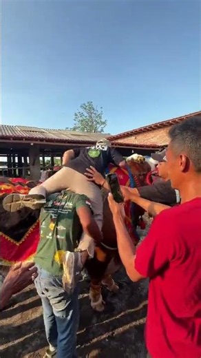 Irfan Hakim & Sapu Jagad #sapi #sapi #sapigemuk #cow #sapipedaging #sapijumbo #sapimakan #bull