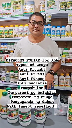 3.4K reactions · 100 shares | MIRACLES FOLIAR for ALL Types of Crops Anti Drought Anti Stress Anti Fungus Anti bacteria Pampabulas Pamparami ng bulaklak Pamparami ng bunga Pampaganda ng dahon With Insect repellant #elkabukidagrifarming #elkabukidagrisupply #elkabukidagritech #miraclesfoliar #buhaymagsasaka #buhayprobinsya #reels #fbreels #reelsvideo #reelstrending #reels2025 #reelsviral #fyp | Elkabukid Agri Farming | Facebook