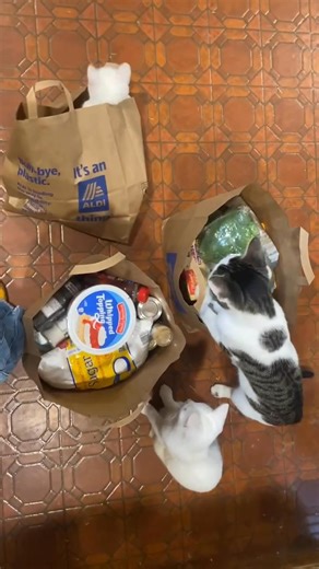 NEVER a dull moment at the cat ranch. Cabot, Elsa, Sven, and Lilly enjoy helping me unpack groceries. Lilly takes advantage of getting in a bag the second it is empty. Even though they usually are not super, I enjoy the company and entertainment. | Hedgerow Homestead Rabbitry & Cat Ranch