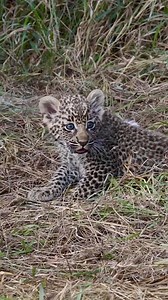 1.5M views · 10K reactions | Leopard Cub's First Roar! | Ruby Reid | Facebook