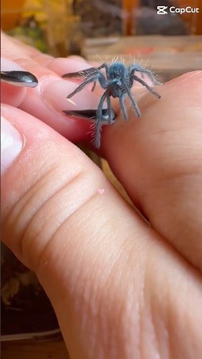 Our Stunning Dominican Purple Tarantula 💜 | Critter Catch Family
