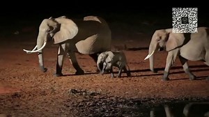 Elephant Cooperation TV Spot, 'Care'