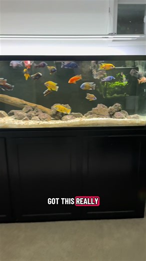 Explore the HomiQ Aquarium Camera Features