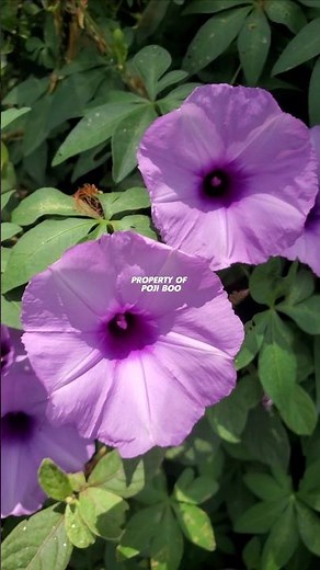 Ipomoea cairica or ubi kates #ipomoea #ipomoeacairica #ubikates #sripagi