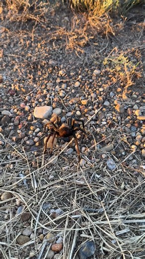 We found this tarantula at Bitter Lake National Wildlife Refuge on Sunday evening | Roswell Daily Record