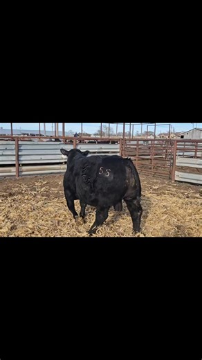Lot 6 is a calving ease Keystone son selling tomorrow. Sale starts at Noon https://online.flippingbook.com/view/482577506/1 | Kilmurry Ranch