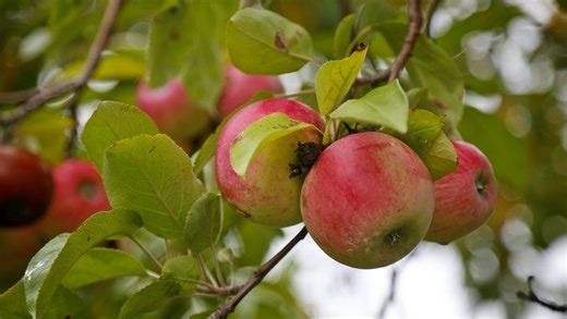 Want to go apple picking? Here are 6 orchards to visit near Des Moines