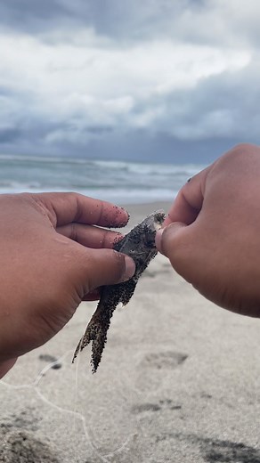 Best Saltwater Fishing Bait | Muhamad Elyasa