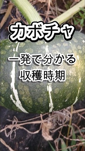 初心者でも簡単にわかる！カボチャ収穫時期！家庭菜園