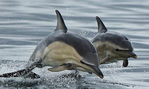 Tại sao cá heo được gọi là biến thái? Từ cách giao phối, các chuyên gia: có những đặc điểm của con người