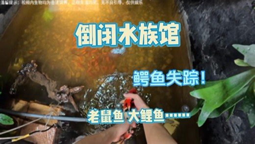 最近倒闭的水族馆挺爱倒闭，今天试试拆一下她处理给我的猛鱼，太能捡漏了吧！