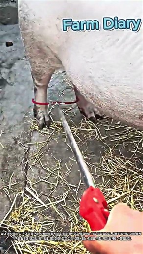 스프링식 다리 포획 막대를 활용한 돼지의 안전한 제압 및 이동 준비 과정 #howitsmade #agriculture #pigfarm #livestock #handling