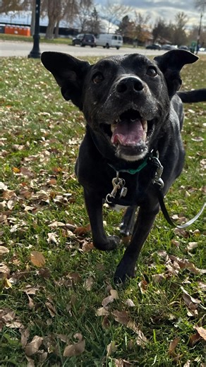 Train Walk Poop on Reels