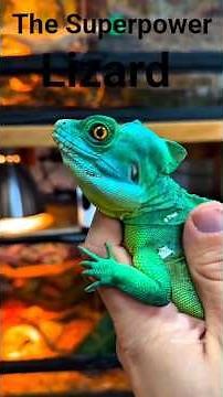 "The Lizard That Walks on Water 😱” #basilisklizard #lizard #shortsfeed #facts