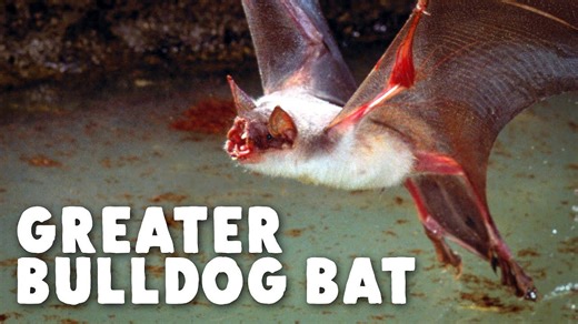 How this bat learned to fish