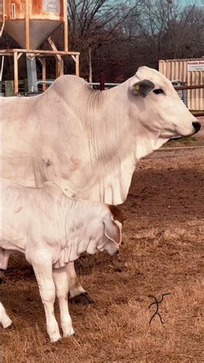 Nelore (Bos indicus) — Academic Overview