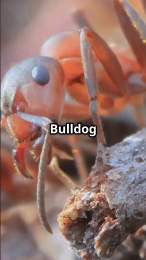 The Worlds DEADLIEST Ant: THE BULLDOG ANT