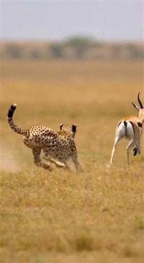Cheetah's Chaotic Chase: A Twist in the Pursuit! #CheetahChase #WildlifeWonder