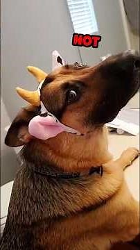 GERMAN German Shepherd Core!