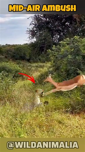 Leopard Snatches Impala MID-AIR | Insane Predator vs Prey Moment #Shorts #wildlife #animalencounters