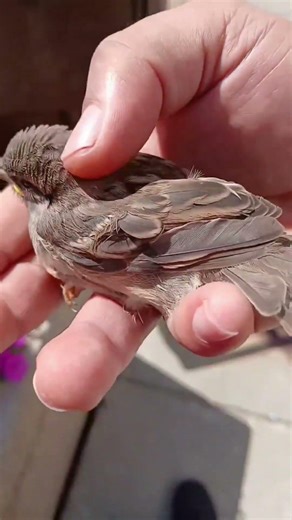 Injured bird at the Woodstock Square! 🥲 🐦 I picked him up😭 #naturesounds #woodstock #ilinois