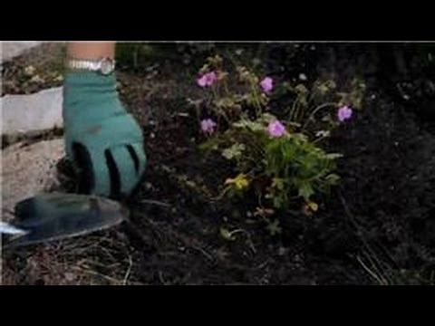 Flower Gardening : How to Garden With Hardy Geraniums