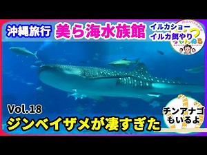 沖縄旅行【美ら海水族館】子連れ旅行 ジンベイザメが大きすぎた！大興奮のイルカショー！イルカの餌やり体験も楽しい！大人も子供も間違いなく楽しめる水族館！イルカショーは無料で見れる！