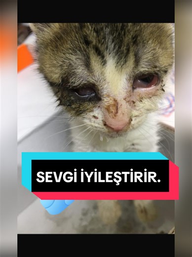 BADEM ŞUAN 7 YAŞINA BASTI 🥇 #fypage #viraltiktok #LİVEİncentiveprogram #fypppppppppppppp #tiktokindia