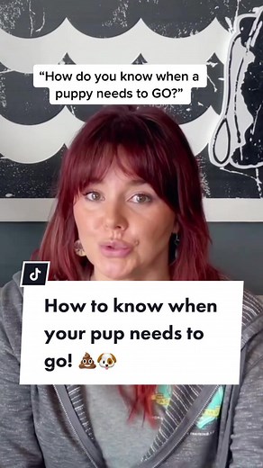 Signs Your Puppy Needs to Go Potty