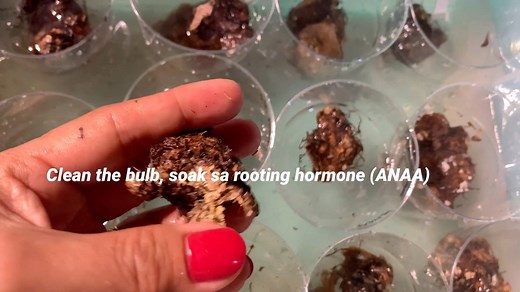 Tips how to take care Caladium from Bulb #caladiumbulb #howtotakecarecaladiumbulb #lovekye8 #Lovekyegarden #highlights #garden #caladiumvarieties #caladiumpottingmix #caladiumcollections #followers #everyone #shortvideos | LovekyeGarden