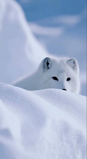 Arctic & Rare Species, A white Arctic fox hiding behind a snow mound, its fur blending perfectly.