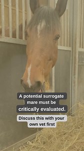 Using a surrogate mare - what about her cycle? One of the most important factors in a successful embryo transfer is the surrogate mare. We have various surrogate mares available for our customers, but what if you have a potential surrogate mare that you want to use? A potential surrogate mare must be critically evaluated before a decision is made to use her as a surrogate mare. A general physical examination should be carried out, followed by a fertility test to look for possible abnormalities t