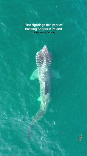 Basking Sharks in Ireland: Majestic Giants and Stunning Sightings