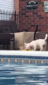 1.1K views · 176 reactions | Oh oh I might be on some trouble. My safer higher spots might not be so safe anymore  | Wally Bear's World | Facebook