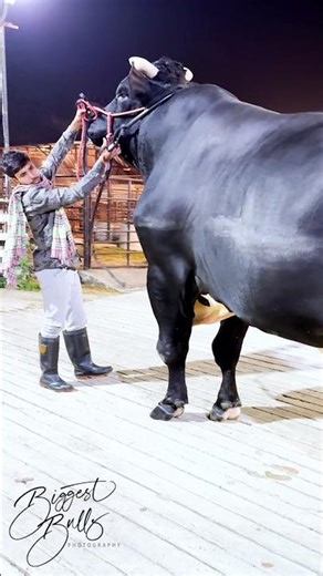 A Holstein Friesian bull with epic proportions, stans over six and a half feet and weighs 1.4 ton
