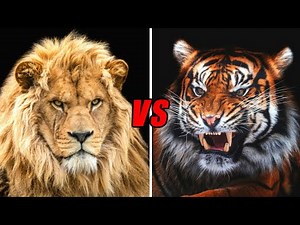 tiger roar vs lion roar || ANIMALS CRUASH