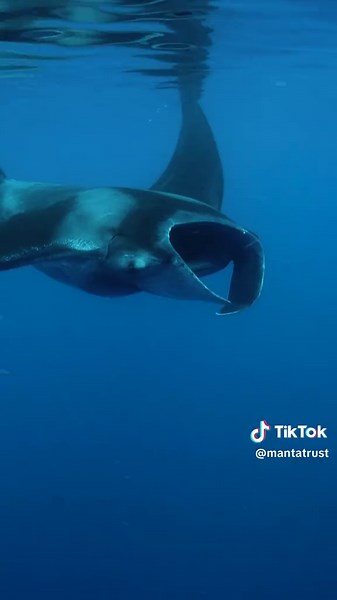 Atlantic Manta Ray Species and Their Habitat Discovery