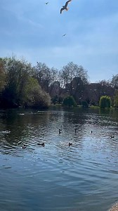 3.2K views · 87 reactions | St. James’s Park is a gorgeous royal park in the heart of London known for its wide diversity of winged wildlife including flamingos, pelicans, swans, and ducks 廉囹閭#stjamesspark #stjamesparklondon #placestovisitinlondon #londontown #london #placestogoinlondon #londontown #LondonLife #fyp London Town #Capturedbylondontown #sholalawrence Shola Lawrence | London Town | Facebook