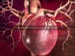 Human Heart - How does it work? | Journal of Cardiovascular Disease