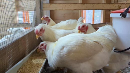 Vente de coq #Chantecler qualité reproduction. D'année en année ma génétique et ma conformité s'améliore. J'ai fait une première sélection de 30 coqs sur 300 poulets au début de l'automne. Et cette année, David Auclair de l'AQVC est venue m'aider à faire une 2e sélection, confirmant 19 de mes sujets. On a mis l'emphase sur la capacité de ponte. Bref, il m'en reste 9 de disponible à la vente. Bien entendue, tous les parents, grands-parents.... suivent les standard de la race. Ils sont née entre l