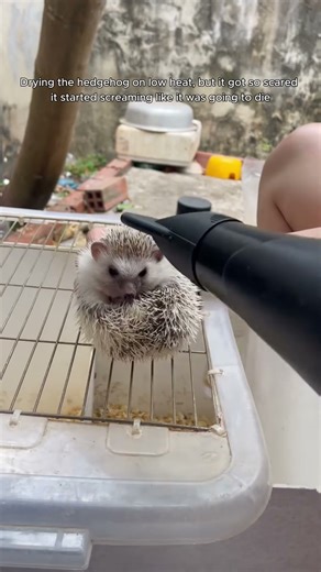 Drying the hedgehog, but it got so scared it started screaming out loud
