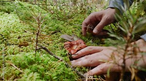 Close-up, beautiful red russula grow in deep fluffy green moss. Mushroom picker cuts mushroom with knife, picks it up, water pours out of cap. Children hands grab and take mushroom from hands of dad