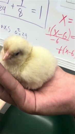 I saw a Baby Chick at school today