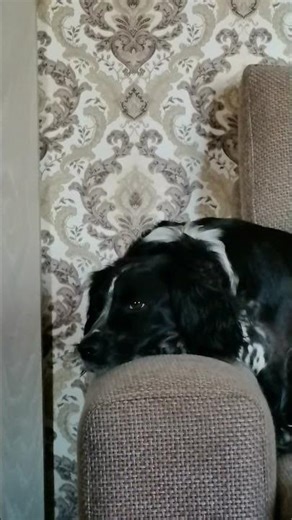 Heart of a Dog. Eleonora Andreevna. Russian hunting spaniel.