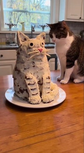 Cat Birthday Cake Disaster: Hilarious Moment When Cake Gets Smashed