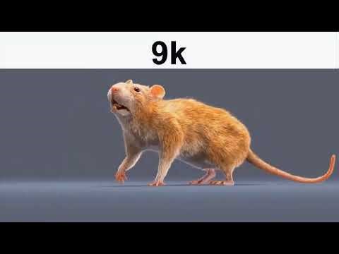 9k horizontally spinning rat for 10 hours