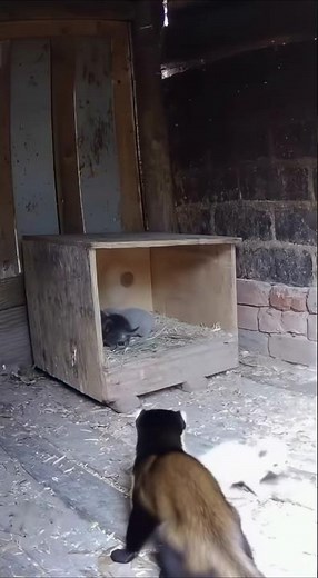 Episode 19: Yellow-throated mink vs female cat # yellow-throated mink # female cat # Animal fighting