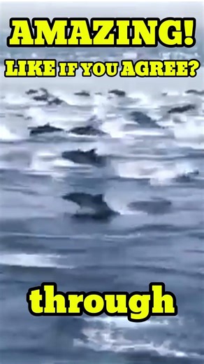 🐬 Massive Pod of Dolphins Racing a Speed Boat | Incredible Ocean Moment