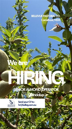 YOUR NEXT CHAPTER STARTS HERE Looking for more than just a job? Join our team at ‘Quindalup’ - where tradition meets innovation in the heart of the NSW Riverina. THE OPPORTUNITY: Senior Farm Hand | Almond Orchard Operations Carrathool (65km west of Griffith) WHY BELLEVUE PASTORAL? Work with the latest machinery & technology Family-owned. Team-focused. Values-driven. Competitive pay that recognises your expertise. Ready to start? So are we! YOUR IMPACT: → Lead daily orchard operations → Manage ir